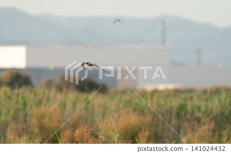 Tern flying over reeds at sunrise Tern flying over reeds at sunrise 141024432
