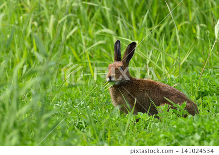 A Hokkaido hare enjoying a snack. A Hokkaido hare enjoying a snack. 141024534
