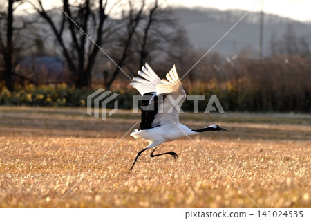 Starting Red-crowned Cranes Starting Red-crowned Cranes 141024535