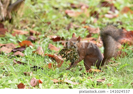Ezo squirrel carrying a pine cone Ezo squirrel carrying a pine cone 141024537