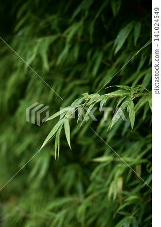 Fresh bamboo leaves after the rain, raindrops and a lush green natural landscape. Fresh bamboo leaves after the rain, raindrops and a lush green natural landscape. 141024549