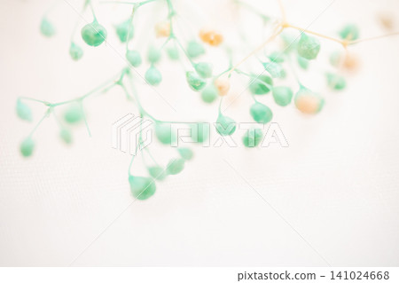 Baby's Breath - Delicate Background Material Baby's Breath - Delicate Background Material 141024668