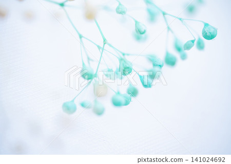 Baby's Breath - Delicate Background Material Baby's Breath - Delicate Background Material 141024692