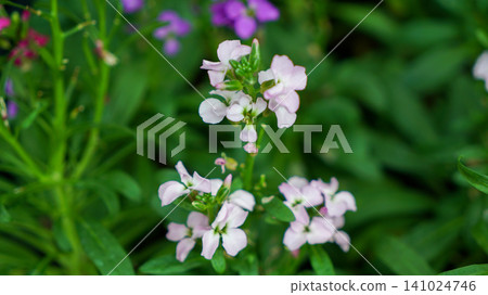 Delicate light pink stock flower blooming in the garden Delicate light pink stock flower blooming in the garden 141024746