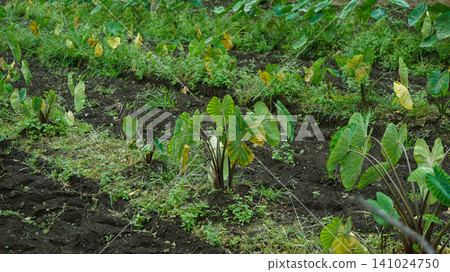 Green taro plants growing in a farm field Green taro plants growing in a farm field 141024750
