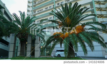 Tropical date palm trees with orange fruits in front of a modern apartment building Tropical date palm trees with orange fruits in front of a modern apartment building 141024806