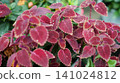 Vibrant red and purple coleus plant leaves close up 141024812