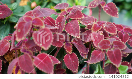 Vibrant red and purple coleus plant leaves close up Vibrant red and purple coleus plant leaves close up 141024812