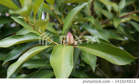 Young green acorn growing on a branch of an oak tree 141024813