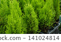 Young lemon cypress trees in plastic pots at a nursery 141024814