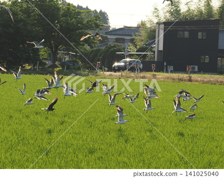 A flock of black-tailed gulls gathers in a rice paddy. A flock of black-tailed gulls gathers in a rice paddy. 141025040