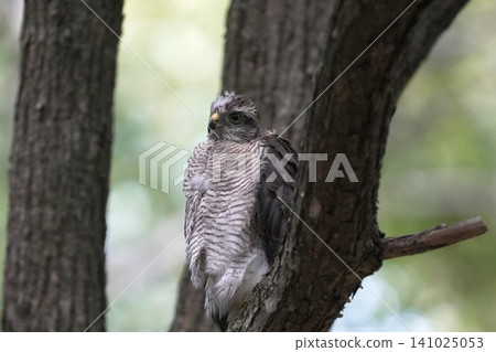 A young Eurasian Sparrowhawk perched on a branch (wild bird/bird of prey) A young Eurasian Sparrowhawk perched on a branch (wild bird/bird of prey) 141025053