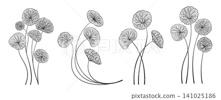 Hand drawn linear sketch Centella asiatica leaves set Gotu kola Asiatic pennywort herb contour art Hand drawn linear sketch Centella asiatica leaves set Gotu kola Asiatic pennywort herb contour art 141025186