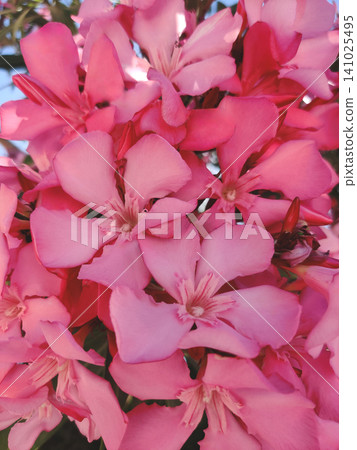 Vibrant pink oleander flowers blooming under a clear blue sky 141025495