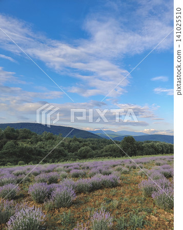 Lavender field nestled against a mountain forest Lavender field nestled against a mountain forest 141025510