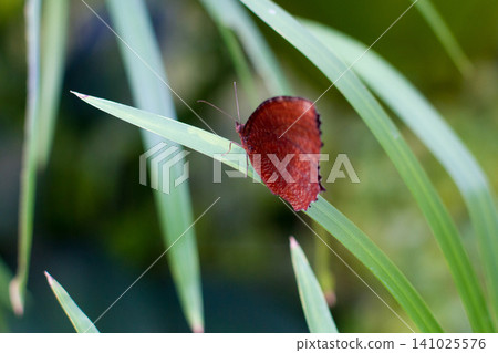 beautiful colorful butterfly in the garden on a flower 141025576