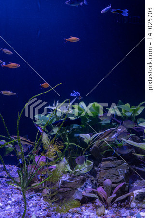 Freshwater aquarium with small tropical fish swimming among green aquatic plants Freshwater aquarium with small tropical fish swimming among green aquatic plants 141025703