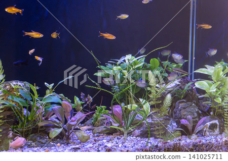 Freshwater planted aquascape tank with small colorful tropical fish swimming together Freshwater planted aquascape tank with small colorful tropical fish swimming together 141025711