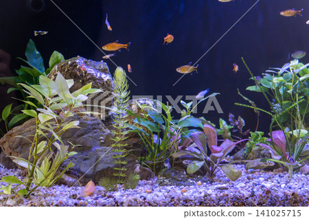Freshwater planted aquascape tank with diverse small tropical fish swimming near rocks Freshwater planted aquascape tank with diverse small tropical fish swimming near rocks 141025715