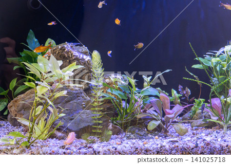 Freshwater planted aquarium tank with small tropical fish swimming near large rocks Freshwater planted aquarium tank with small tropical fish swimming near large rocks 141025718