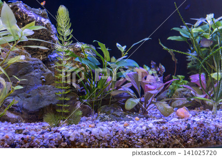 Freshwater planted aquascape tank with panda corydoras catfish swimming near bottom 141025720
