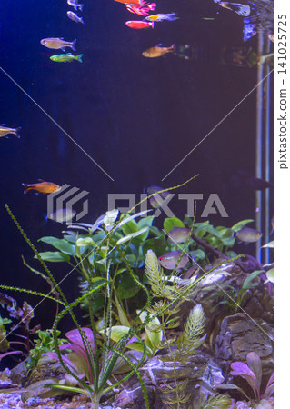 Freshwater aquarium tank with small tropical fish swimming above lush green plants Freshwater aquarium tank with small tropical fish swimming above lush green plants 141025725