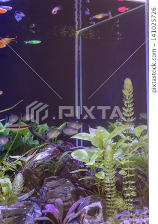 Freshwater aquarium tank with small tropical fish swimming near glass corner and plants 141025726
