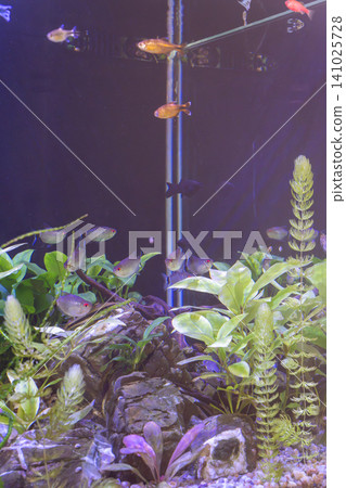 Freshwater planted aquarium tank with small tropical fish swimming near glass reflection 141025728