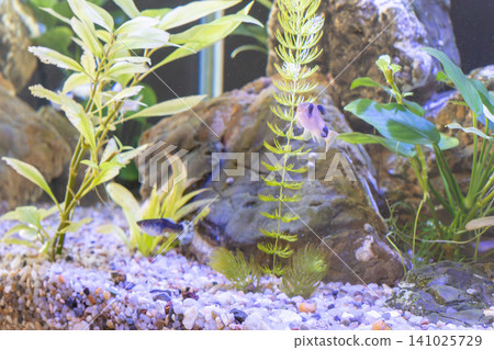 Freshwater aquarium tank with small panda corydoras catfish swimming near green plants Freshwater aquarium tank with small panda corydoras catfish swimming near green plants 141025729