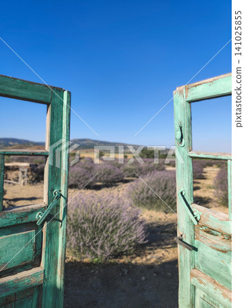 Open turquoise wooden gates leading to a blooming lavender field in Turkey Open turquoise wooden gates leading to a blooming lavender field in Turkey 141025855