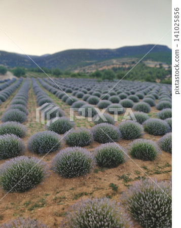 Neat rows of lavender shrubs at the foot of the mountains Neat rows of lavender shrubs at the foot of the mountains 141025856
