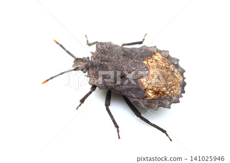 Wormwood bug Wormwood bug 141025946