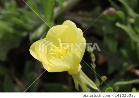 Yellow evening primrose flowers blooming in a spring field. Yellow evening primrose flowers blooming in a spring field. 141026053