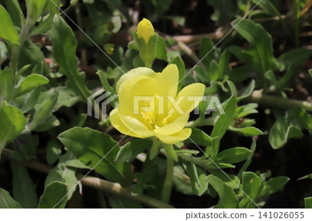 Yellow evening primrose flowers blooming in a spring field. Yellow evening primrose flowers blooming in a spring field. 141026055