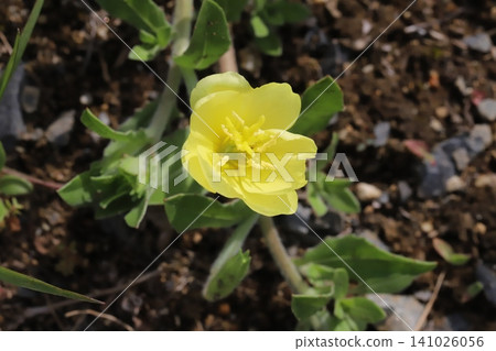 Yellow evening primrose flowers blooming in a spring field. Yellow evening primrose flowers blooming in a spring field. 141026056
