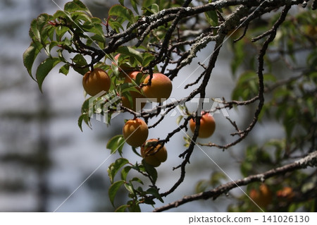 A close-up view of the branches of a plum tree bearing ripening fruit. A close-up view of the branches of a plum tree bearing ripening fruit. 141026130