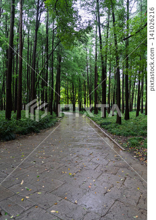 A stone-paved path in a forest park after the rain. A stone-paved path in a forest park after the rain. 141026216