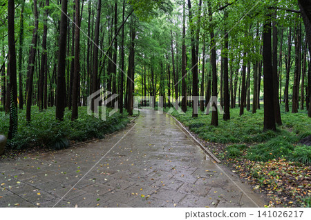 A stone-paved path in a forest park after the rain. A stone-paved path in a forest park after the rain. 141026217