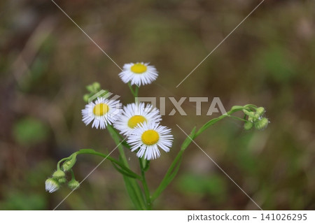 白色花瓣翡翠花的特寫風景 白色花瓣翡翠花的特寫風景 141026295