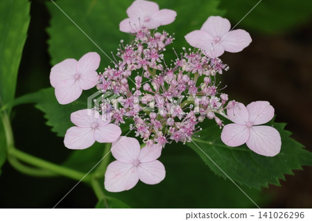 淡粉色繡球花的特寫。 淡粉色繡球花的特寫。 141026296