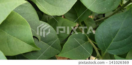 A close-up photo of lush green foliage against a natural botanical background. A close-up photo of lush green foliage against a natural botanical background. 141026369