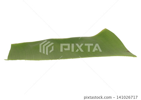 Banana leaf pieces isolated on white background Banana leaf pieces isolated on white background 141026717