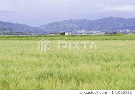 A wheat field and rural landscape unfold in early summer, with the lush green mountains as a backdrop. A wheat field and rural landscape unfold in early summer, with the lush green mountains as a backdrop. 141026722