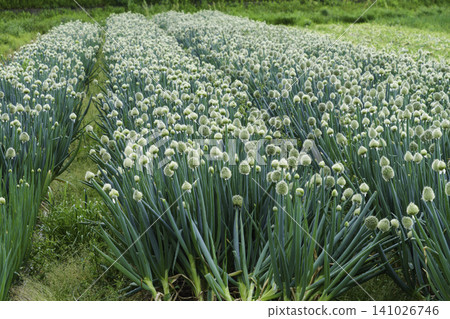 A rural landscape of a field of green onions with white flower heads in bloom. A rural landscape of a field of green onions with white flower heads in bloom. 141026746
