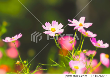 漂亮的粉紅色波斯菊 漂亮的粉紅色波斯菊 141026836