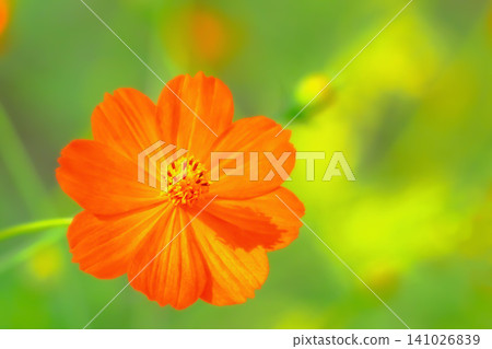盛開的鮮豔黃色波斯菊 盛開的鮮豔黃色波斯菊 141026839