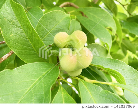 玉蘭花（Magnolia kobus）果實形狀獨特。 141027069