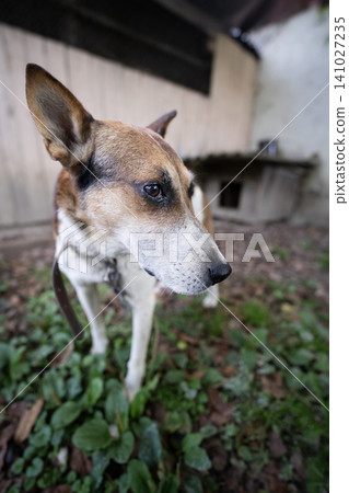 A lonely and sad guard dog on a chain near a dog house outdoors 141027235