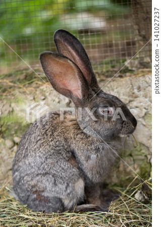 a beautiful grey domestic rabbit is grazing and walking in the enclosure outdoors 141027237