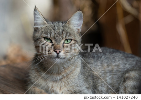 Close-up portrait of a tabby cat with green eyes Close-up portrait of a tabby cat with green eyes 141027240